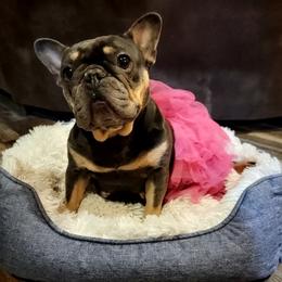 Reese - French Bulldog