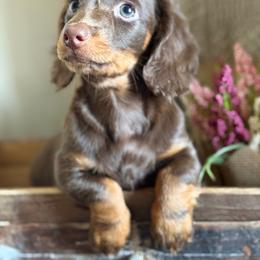 Nestle - Chocolate and tan male Dachshund puppy in Canton, North Carolina from Cold Mountain Dachshunds