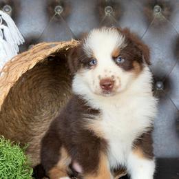 River- Has Tail and Videos - Red tri-color male Australian Shepherd puppy in Troy, South Carolina from Lana Corley- Australian Shepherds of 3/W Farms
