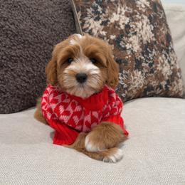 Millie - Apricot female Goldendoodle puppy in Anaheim, California from Cuddle Bear Doodles
