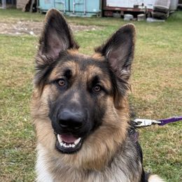 Rico - German Shepherd