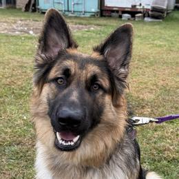 Rico - German Shepherd