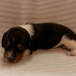 Mistletoe - Piebald female Dachshund puppy in Hillsville, Virginia from Bonderosa Kennels