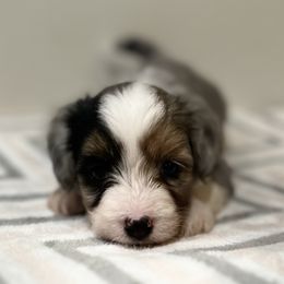 Aussiedoodle, Bordoodle, and Goldendoodle Puppies from Korbella Farm