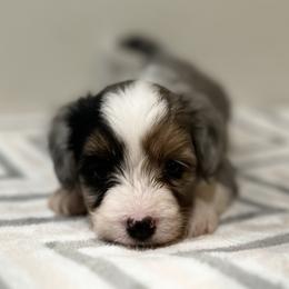 Aussiedoodle, Bordoodle, and Goldendoodle Puppies from Korbella Farm