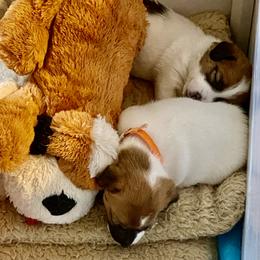 Golden Retriever and Jack Russell Terrier Puppies from Shelby Burleson's Golden Retrievers and Jack Russell Terriers