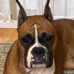 Misty - Boxer