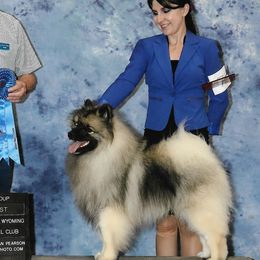 Zorro - Keeshond