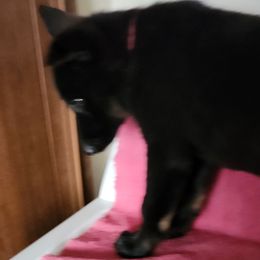 Rose - Bi-color female German Shepherd puppy in Rosebud, Texas from LM German Shepherd Dogs