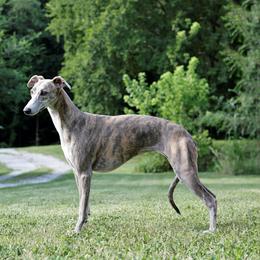 Meadow - Whippet