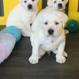 Boy Available - Yellow male Labrador Retriever puppy in Lakeside, California from Labs To Love