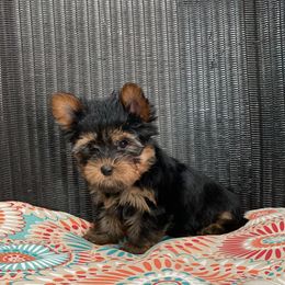 Shih Tzu and Yorkshire Terrier Puppies from Silver Bells Paw Prints