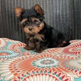 Shih Tzu and Yorkshire Terrier Puppies from Silver Bells Paw Prints