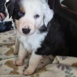Snoop - Black tri male Miniature American Shepherd puppy in Marshfield, Missouri from Tntowne Miniature American Shepherds