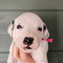 Pink collar - White and black female Dalmatian puppy in Knoxville, Tennessee from Dazzling Dalz