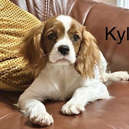 Cavalier King Charles Spaniel Puppies from Hungarian Cavaliers of Nashville