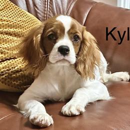 Cavalier King Charles Spaniel Puppies from Hungarian Cavaliers of Nashville