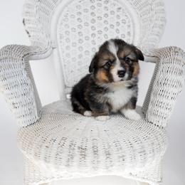 Rowan (Full Fluffy) - Black and tan male Pembroke Welsh Corgi puppy in Adairsville, Georgia from Ingram's Corgis