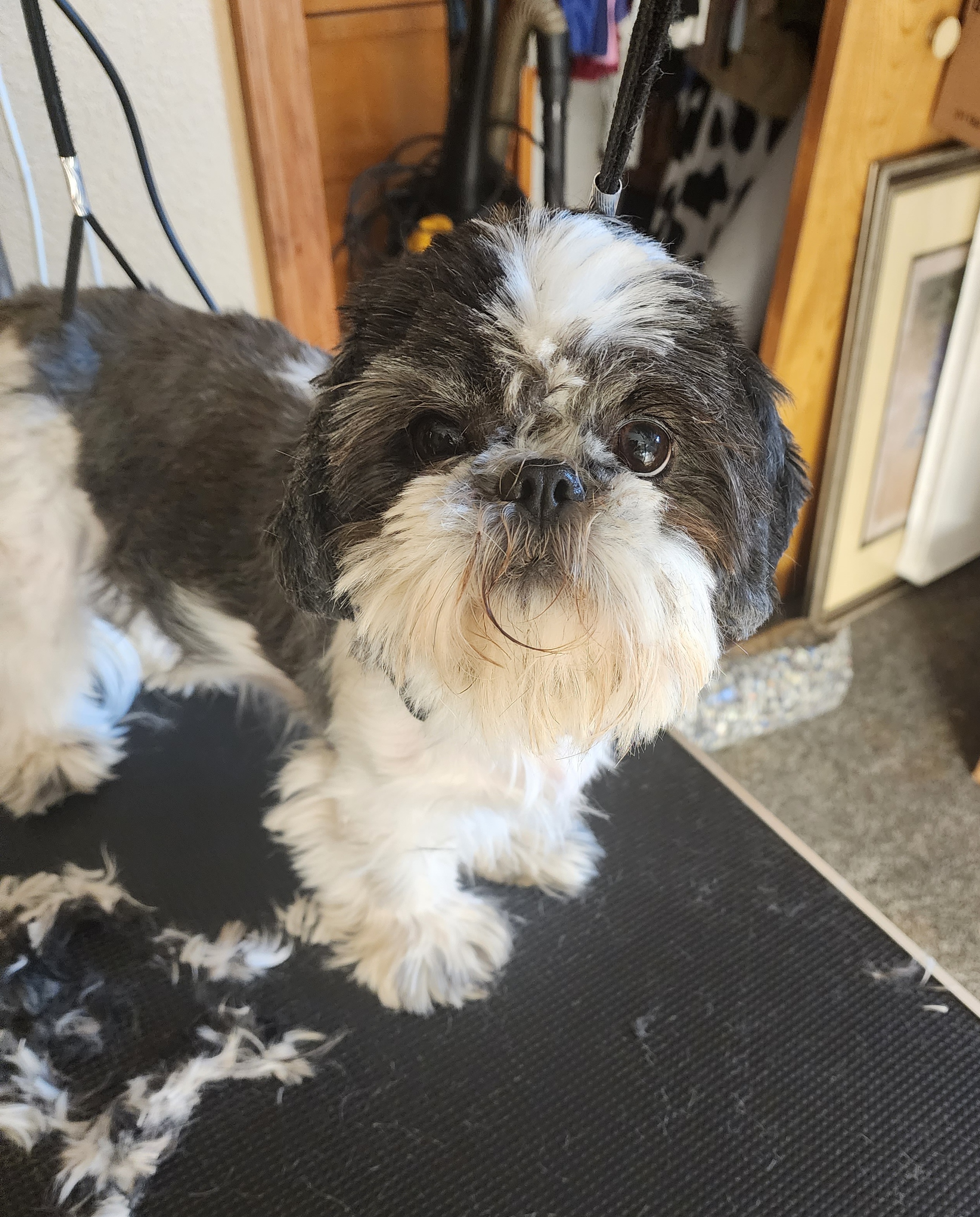 Ruby - Shih Tzu