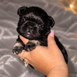 Blade - Black and tan male French Bulldog puppy in Maplewood, New Jersey from Poos&Bulls Keepsake