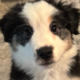 Boy 2 - male Miniature American Shepherd puppy in Estacada, Oregon from Malachi Kennels