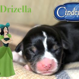 Drizella - White and black female Pembroke Welsh Corgi puppy in Valley, Washington from Corgis of the Mountain Valley