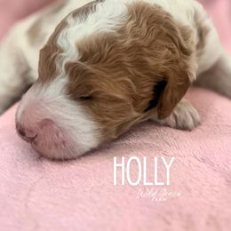 Holly - Parti Apricot Girl - Parti female Poodle puppy in Hickory, North Carolina from Wild Grace Farm Pups