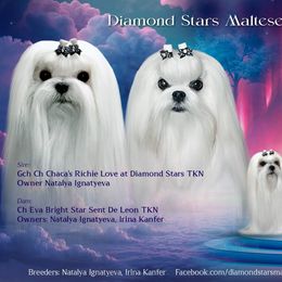 Maltese puppies from Diamond Stars Maltese