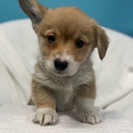 Dexter - Red Pembroke Welsh Corgi puppy in Urbana, Ohio from Edgewood Farm and Kennel