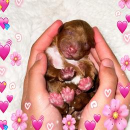 Daisy - Red  female Poodle puppy in Kissimmee, Florida from Poodle Doodle Kennels
