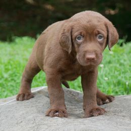 Gossomer - Chocolate female Labrador Retriever puppy in Buffalo Valley, Tennessee from Buffalo Valley Breeders