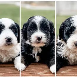 Bernedoodle, Goldendoodle, and Golden Mountain Doodle Puppies from Magic Valley Family Doodles