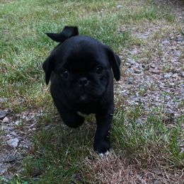 Pug Puppies from Galaxy Pugs of Georgia