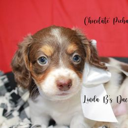 Dachshund Puppies from Linda B’s Dachshunds