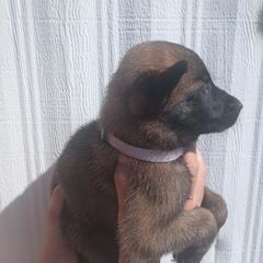 Purple collar - Fawn sable female Belgian Malinois puppy in Marshall, Michigan from McMillan Malinois