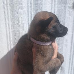 Purple collar - Fawn sable female Belgian Malinois puppy in Marshall, Michigan from McMillan Malinois