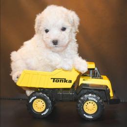 Romeo - White male Maltipoo puppy in Rainbow City, Alabama from Southland Farm Kennels