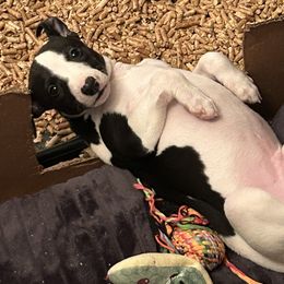 Whippet Puppies from Sonsteby
