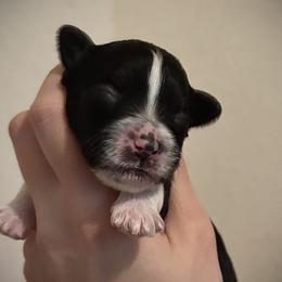 Boy 1 - male Chinese Crested puppy in Tomball, Texas from Gracieux Chinese Cresteds