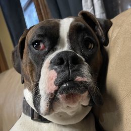 D - Boxer