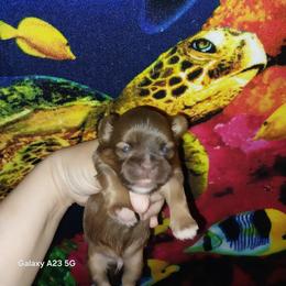 Hooper - Liver and white male Shih Tzu puppy in Arcadia, Florida from Kitsune Cuddles and kisses