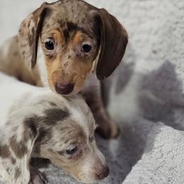 Dachshunds and Pomeranians from Dachs and Poms
