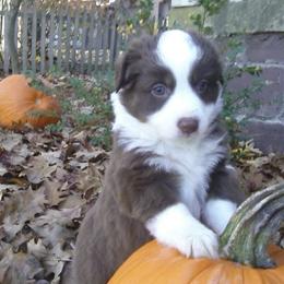 Australian Shepherd Puppies from AussieLand Shepherds