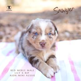 Sawyer- RMM - Red merle male Miniature Australian Shepherd puppy in Nacogdoches, Texas from TK Standard, Mini, & Toy Aussies