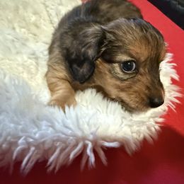 Dachshund Puppies from SunnySeaDachs
