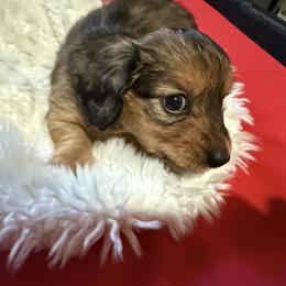 Dachshund Puppies from SunnySeaDachs