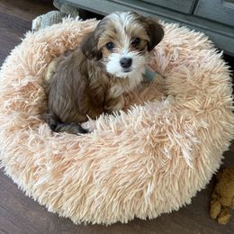 Girl 1 - Red female Havanese puppy in Greeley, Colorado from Just be Havanese