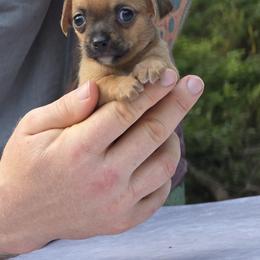 Bethany - Red female Chihuahua puppy in East Camden, Arkansas from RoyAl
