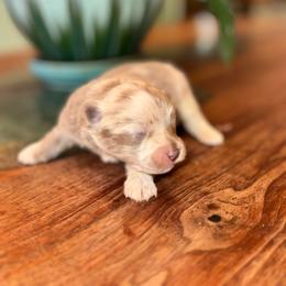 Girl B - Blue merle female Pomeranian puppy in Knoxville, Tennessee from Thea's Puppies
