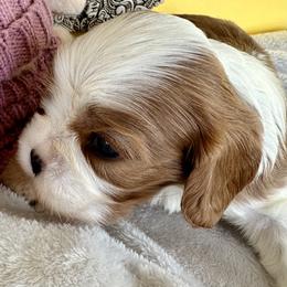 Snow - Blenheim male Cavalier King Charles Spaniel puppy in Tunbridge, Vermont from Solheimar
